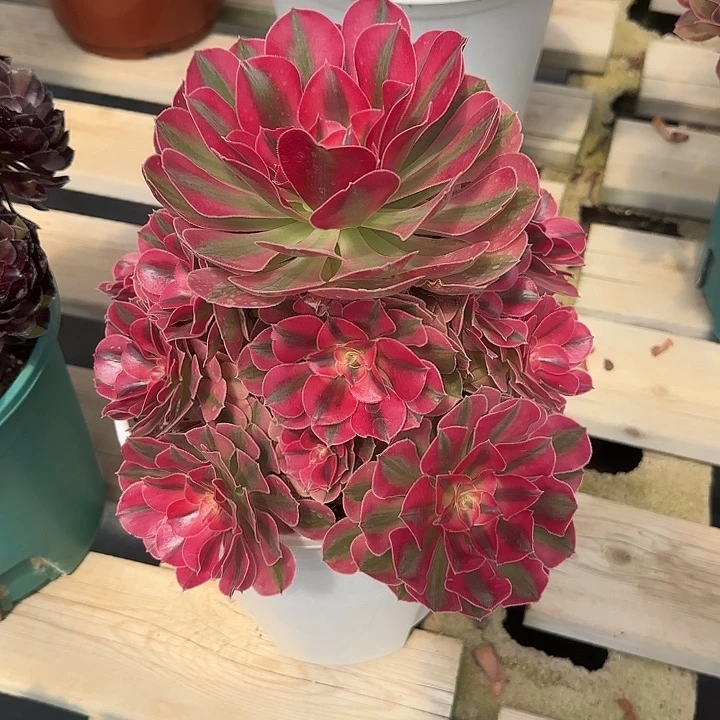 法师多肉植物女巫
