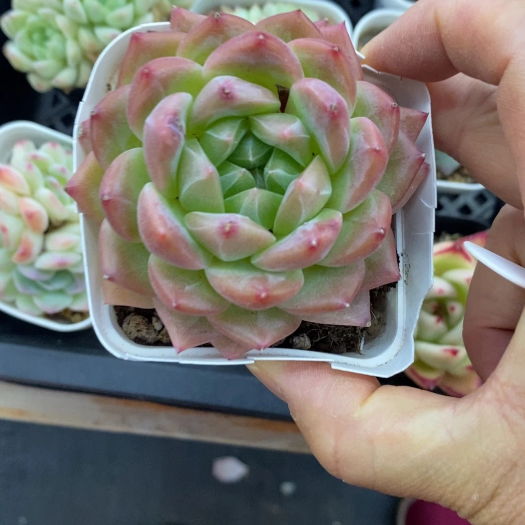 精品多肉一物一拍不包整218