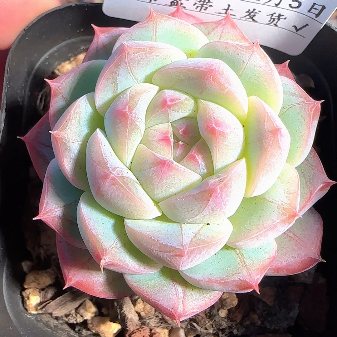 多肉1205-62福利福利