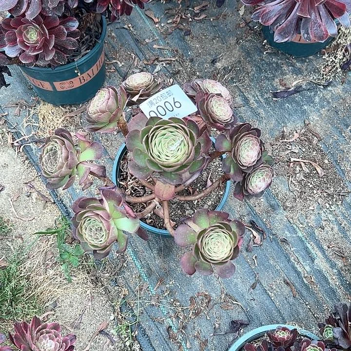 0006万圣节多肉植物