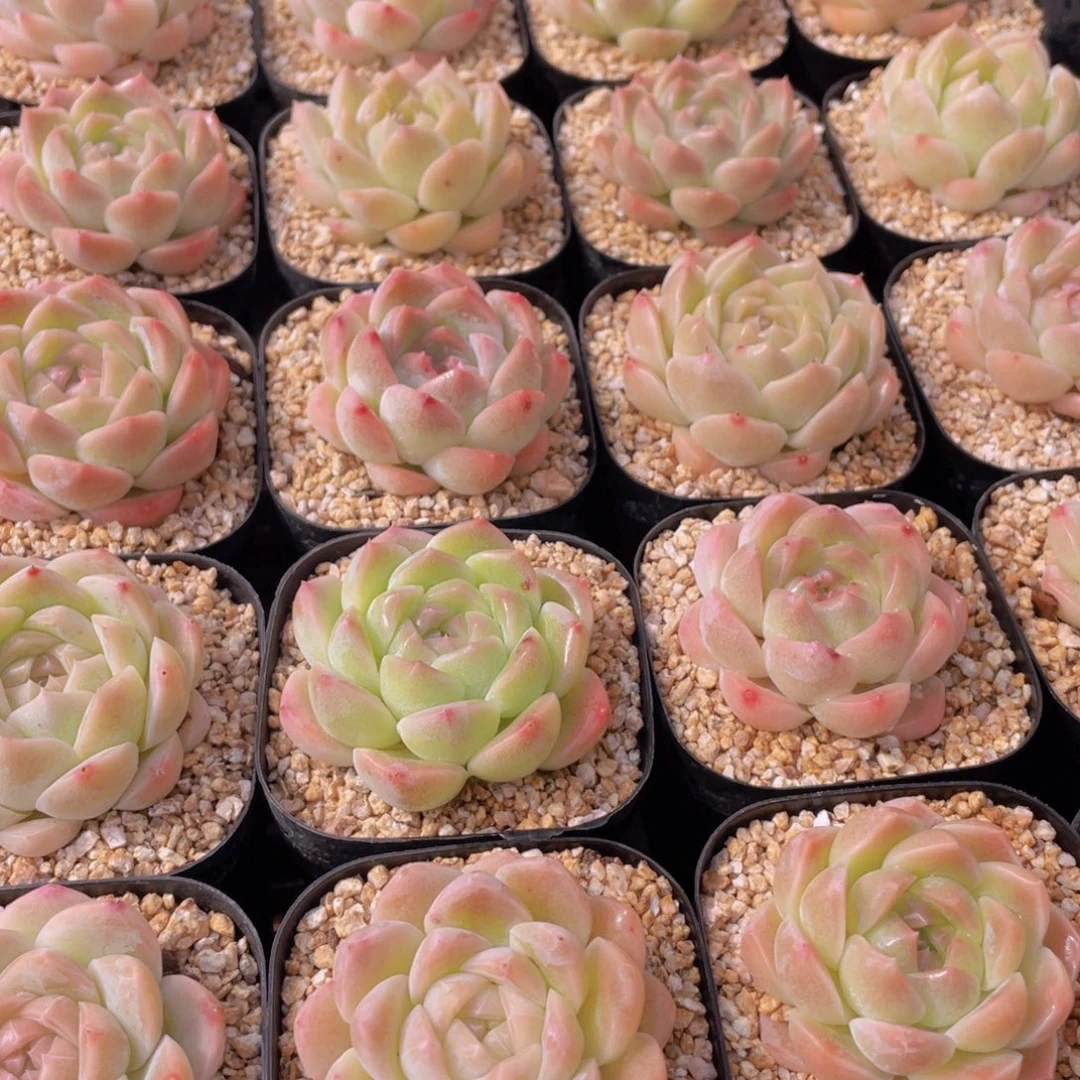 量拍104号 白桃汽水单头一个