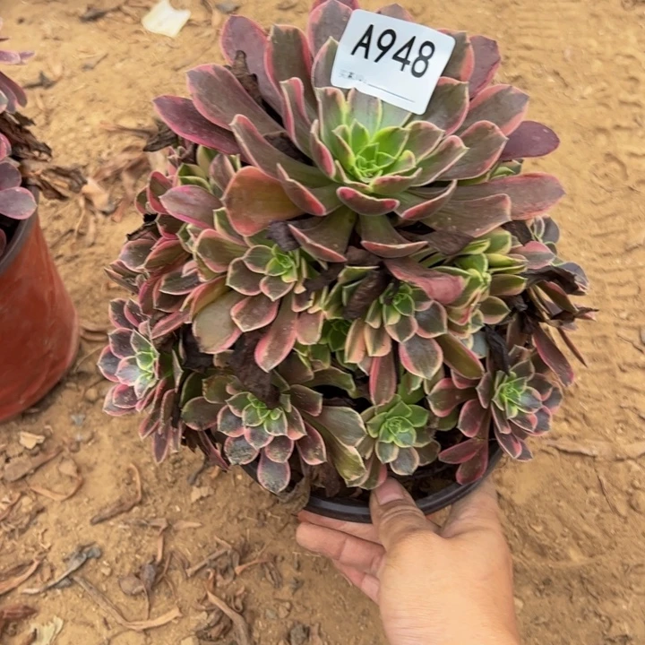 金丝却多肉植物948.