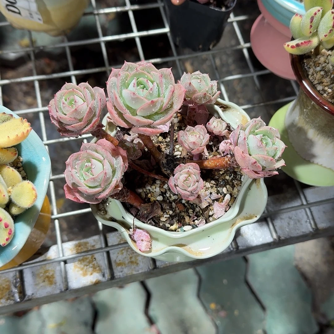 克罗地亚玫瑰带盆多肉植物