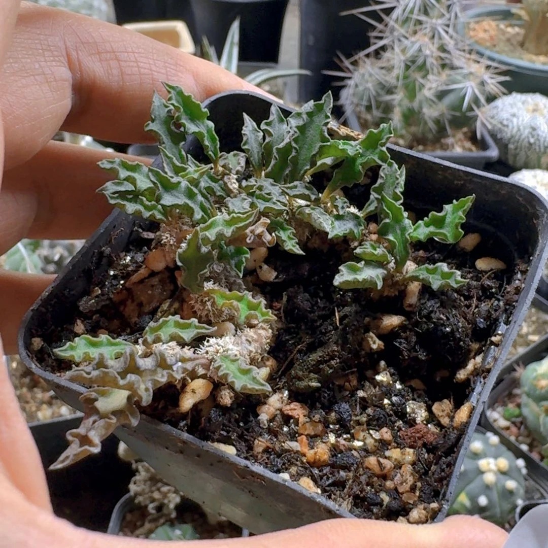 璀***璨375皱叶麒麟缀化带盆发货