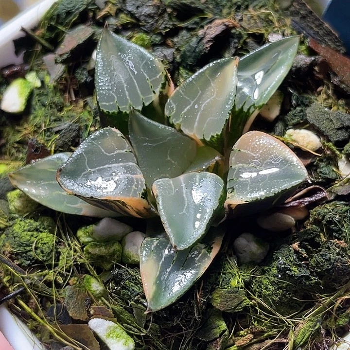 608花影錦特選福利