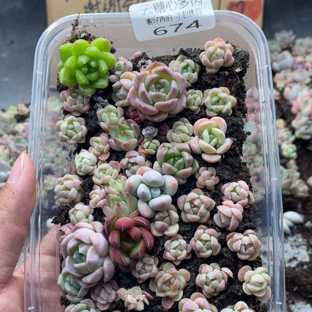 云糖心多肉植物674