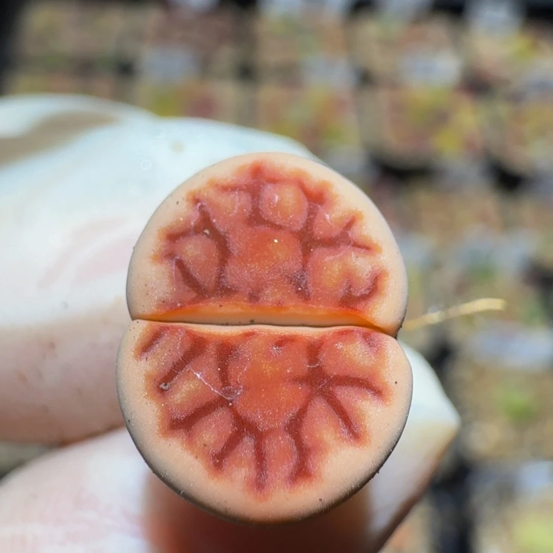 Ssss精品生石花321