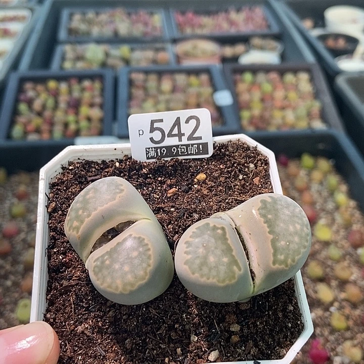 大舅生石花肉锥多肉542