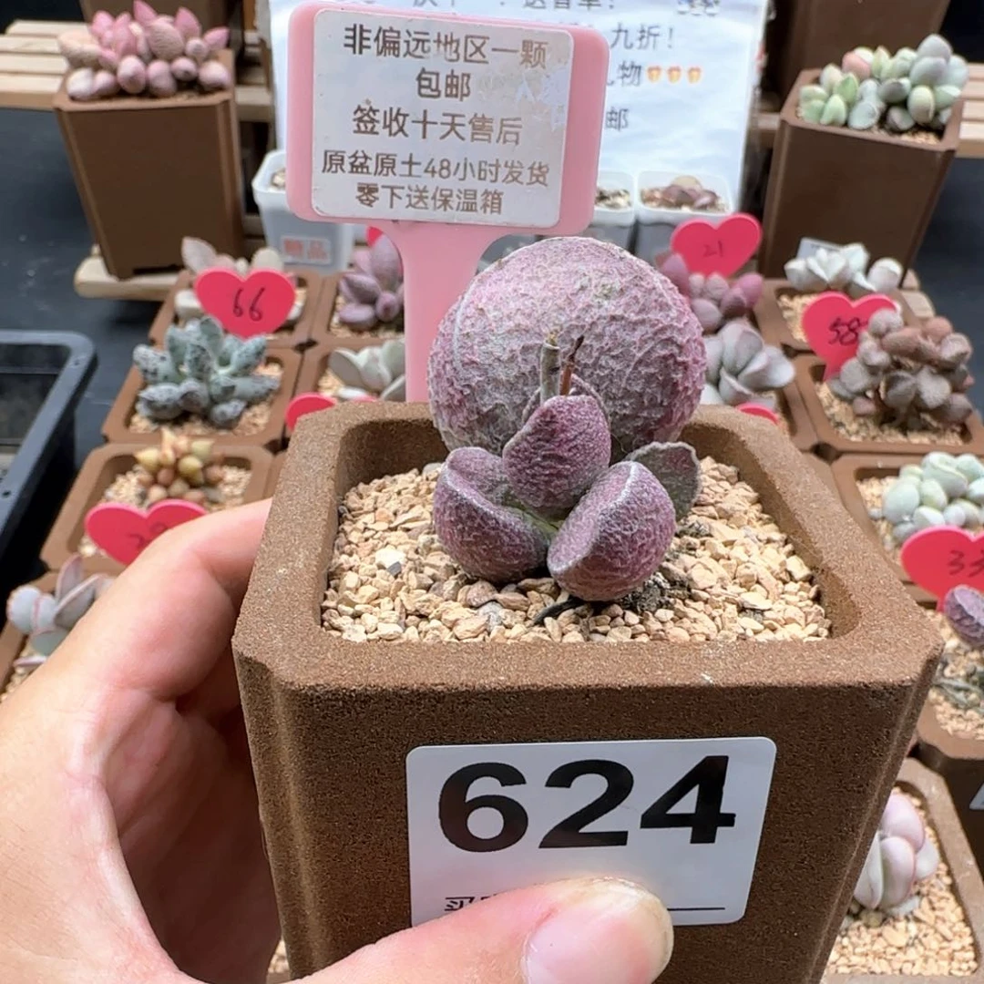 陈*晗624哈莫猪肝多肉植物