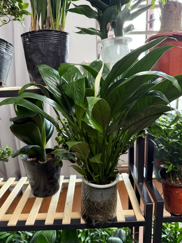 一帆风顺（拉萨发货西藏包邮）