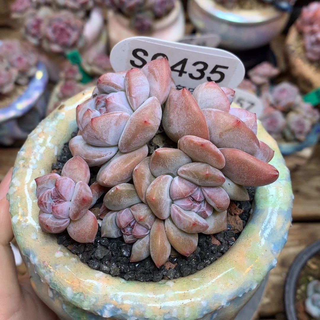 S0435 突尼斯 背景同款