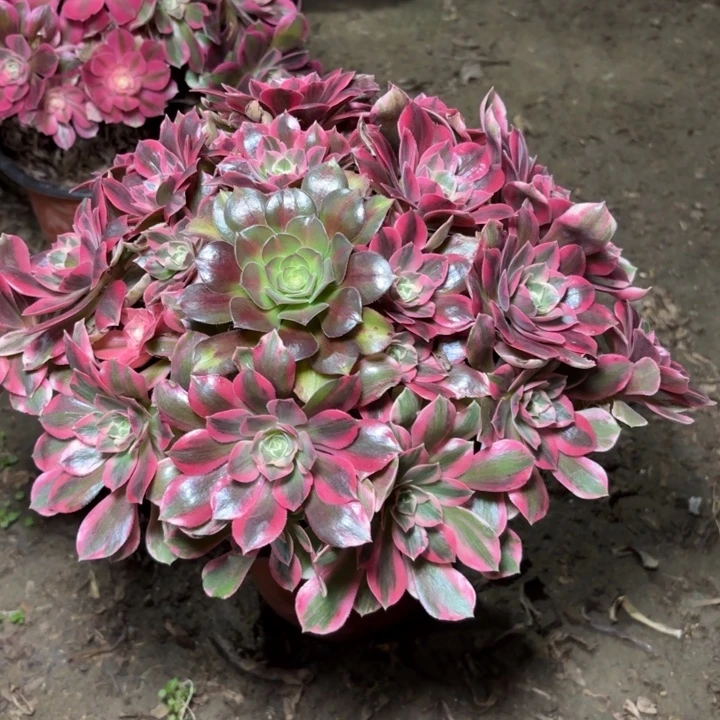 多肉植物法师女妖25