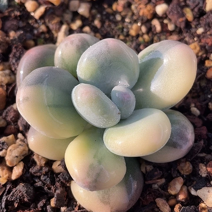 黄金大叶奶老桩福利