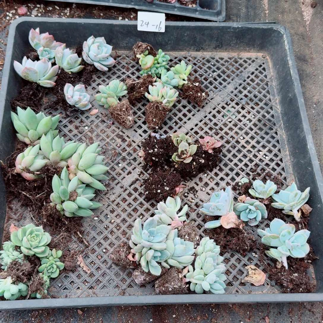 25颗确定十五颗不定共五十颗苗子量拍24-16