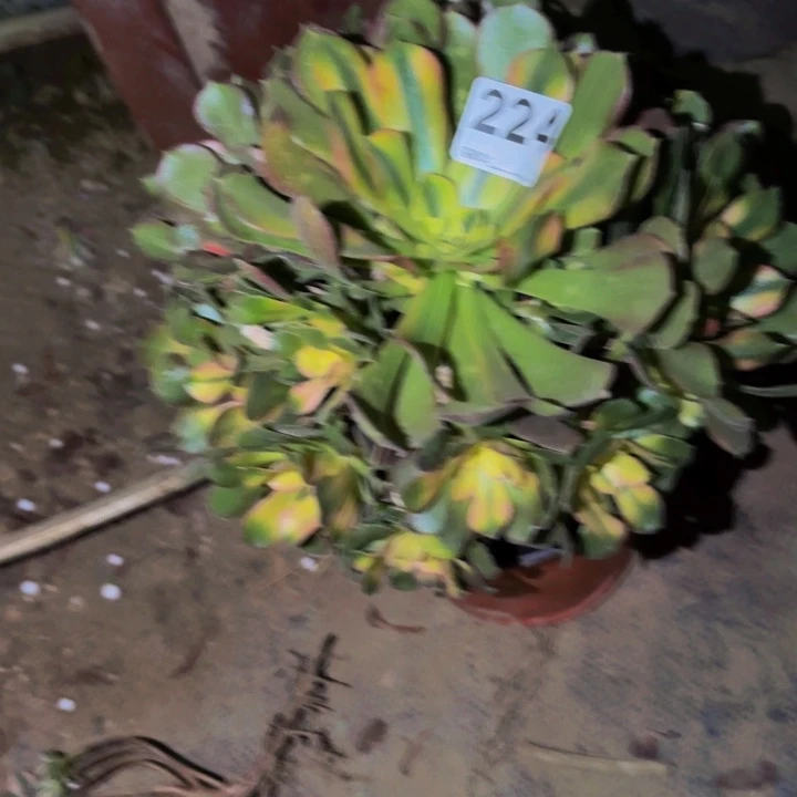 224香妃多肉植物不售后