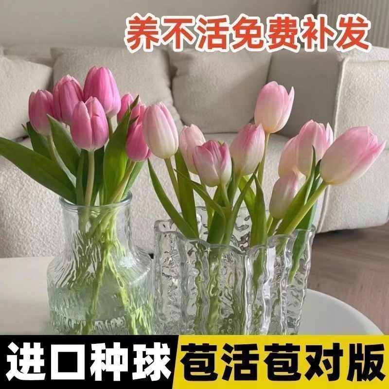 进口大球郁金香水培水养种球5度球土培郁金香花球室内室外阳台花