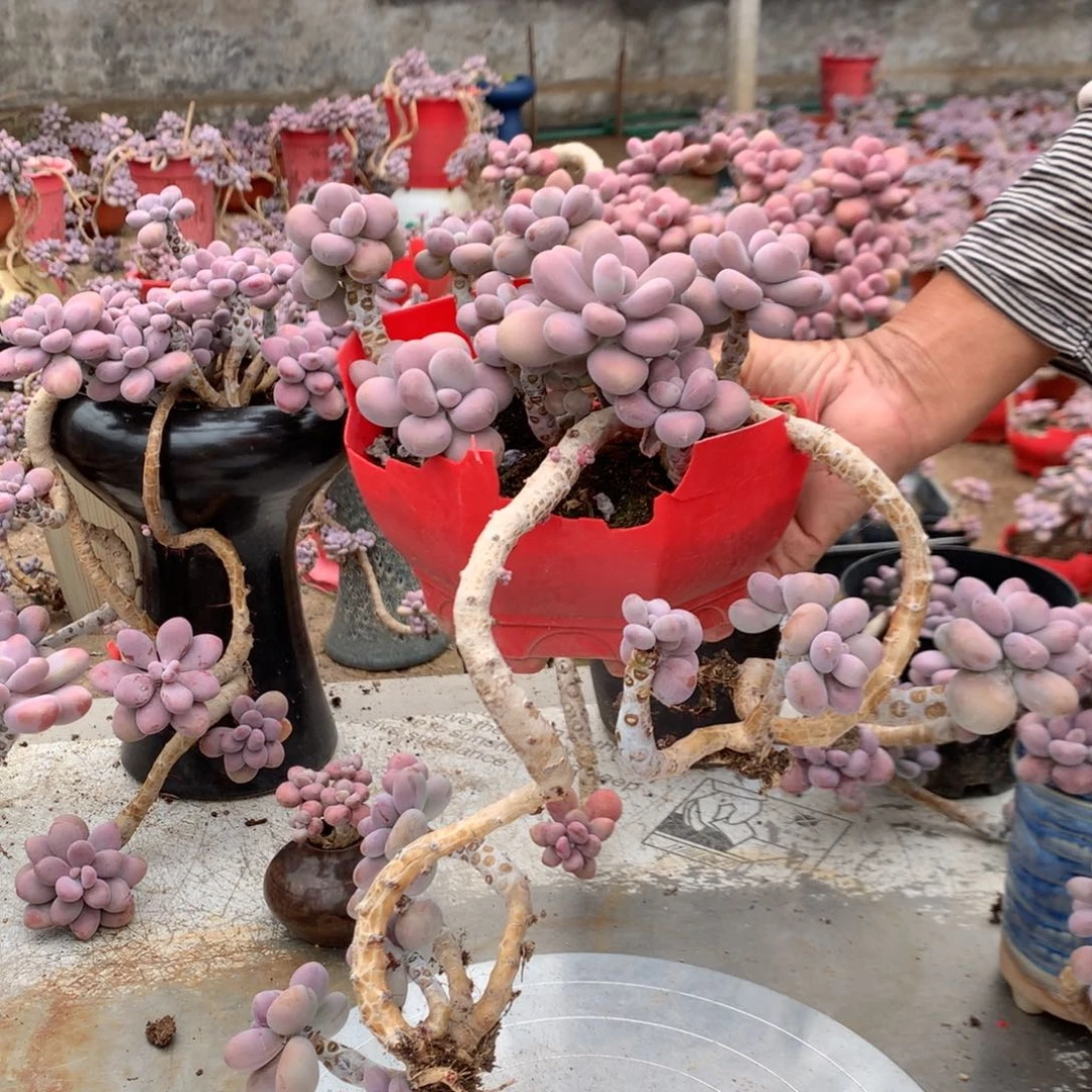 桃蛋老桩不带盆70号