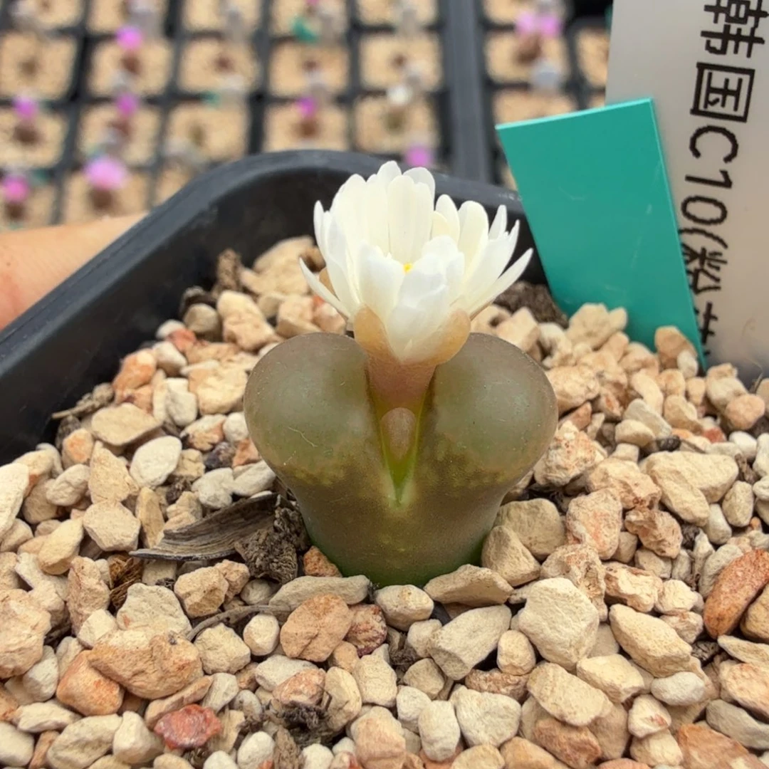 韩国粉花C10 白花 10-30-L40