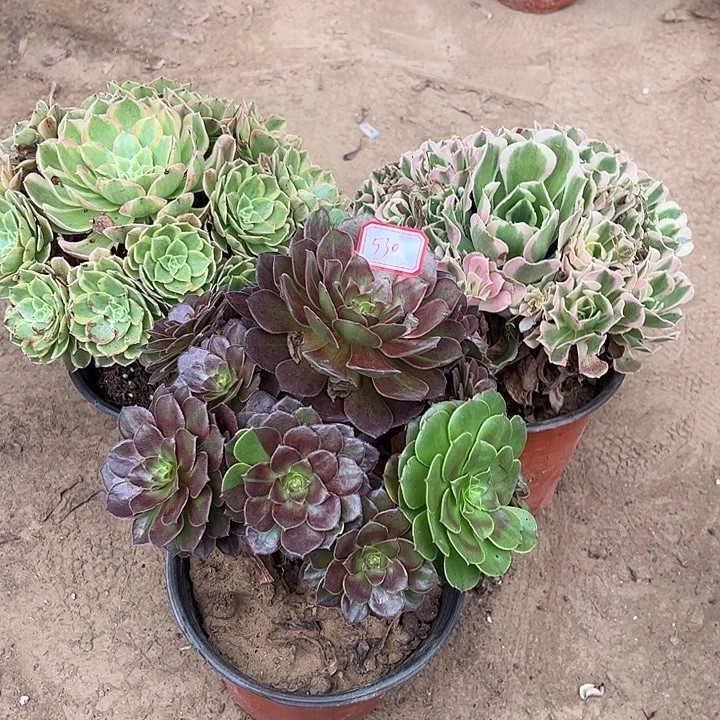 530多肉植物组合，