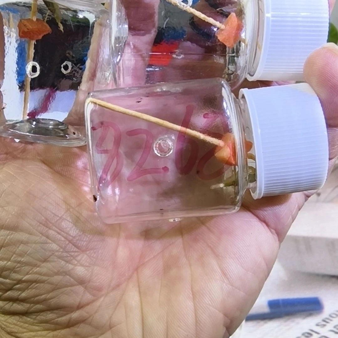 云南野生竹蛉精挑三条