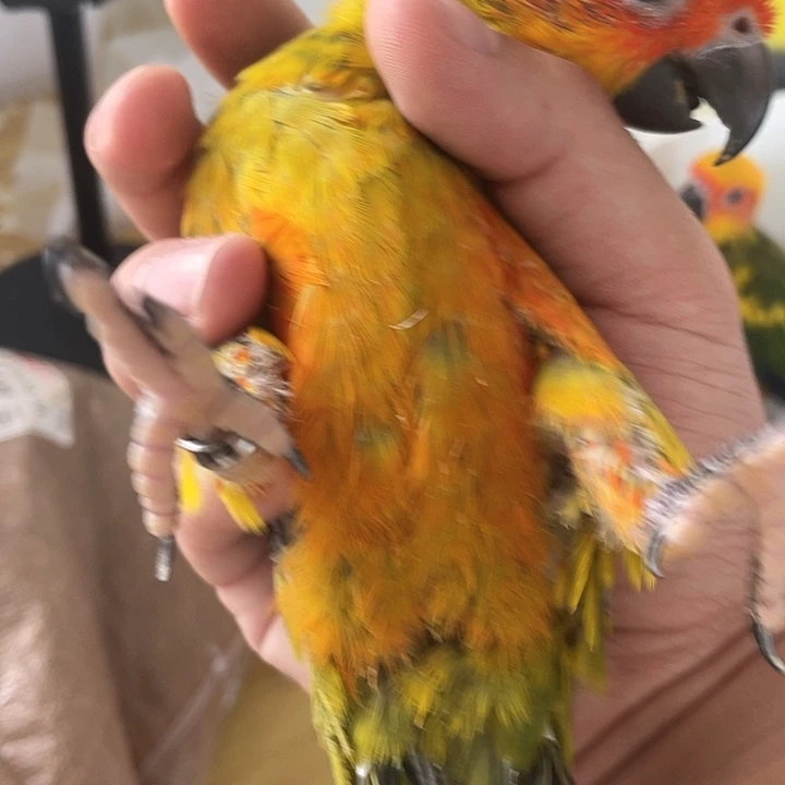 虎皮鹦鹉?****?hj1192