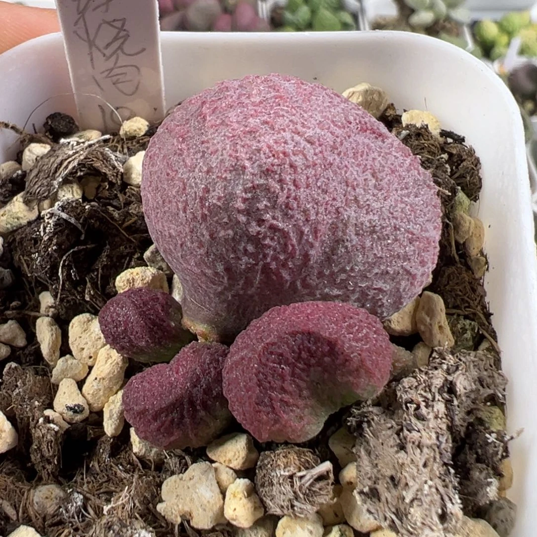 w红烧肉多肉植物水泡