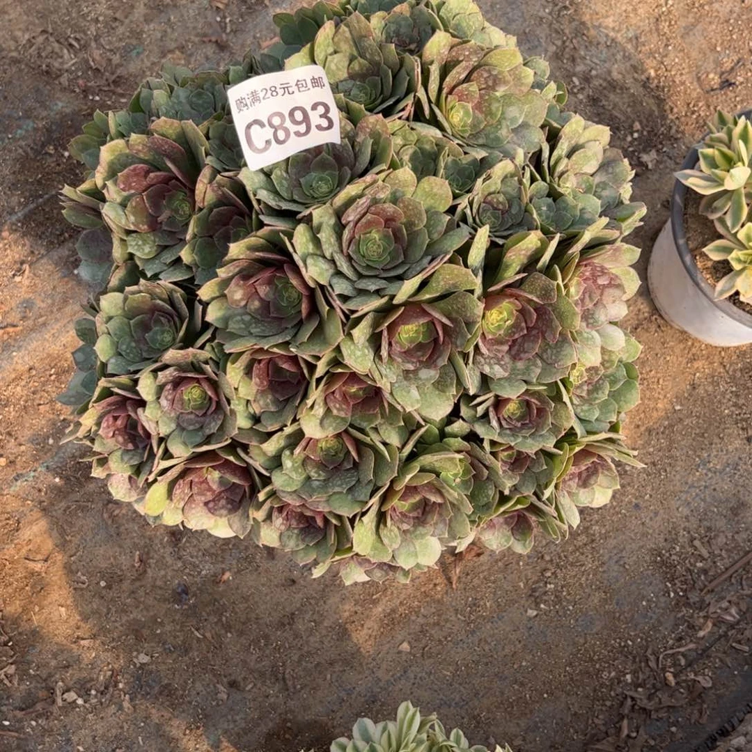 好**绵893多肉植物万圣节