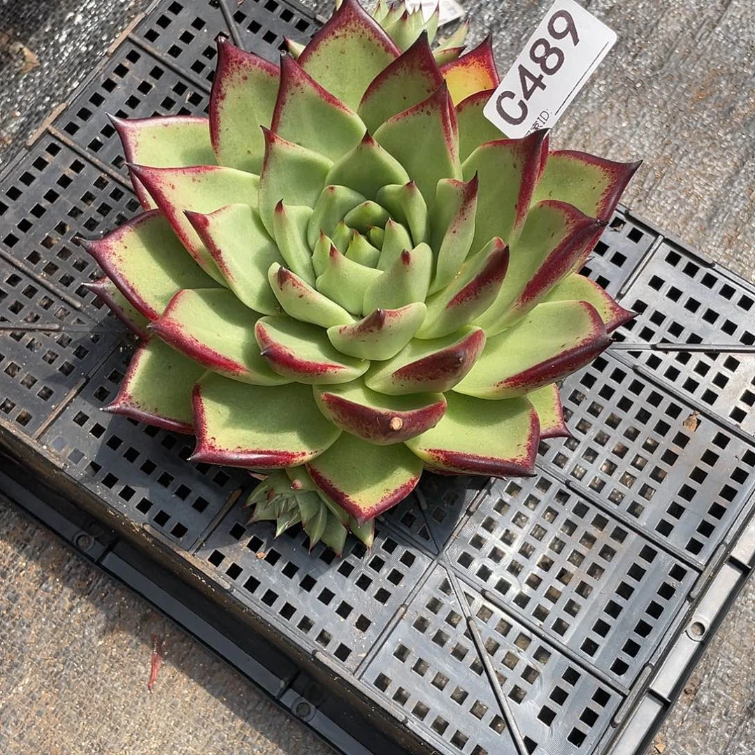 若如东云单拍C489