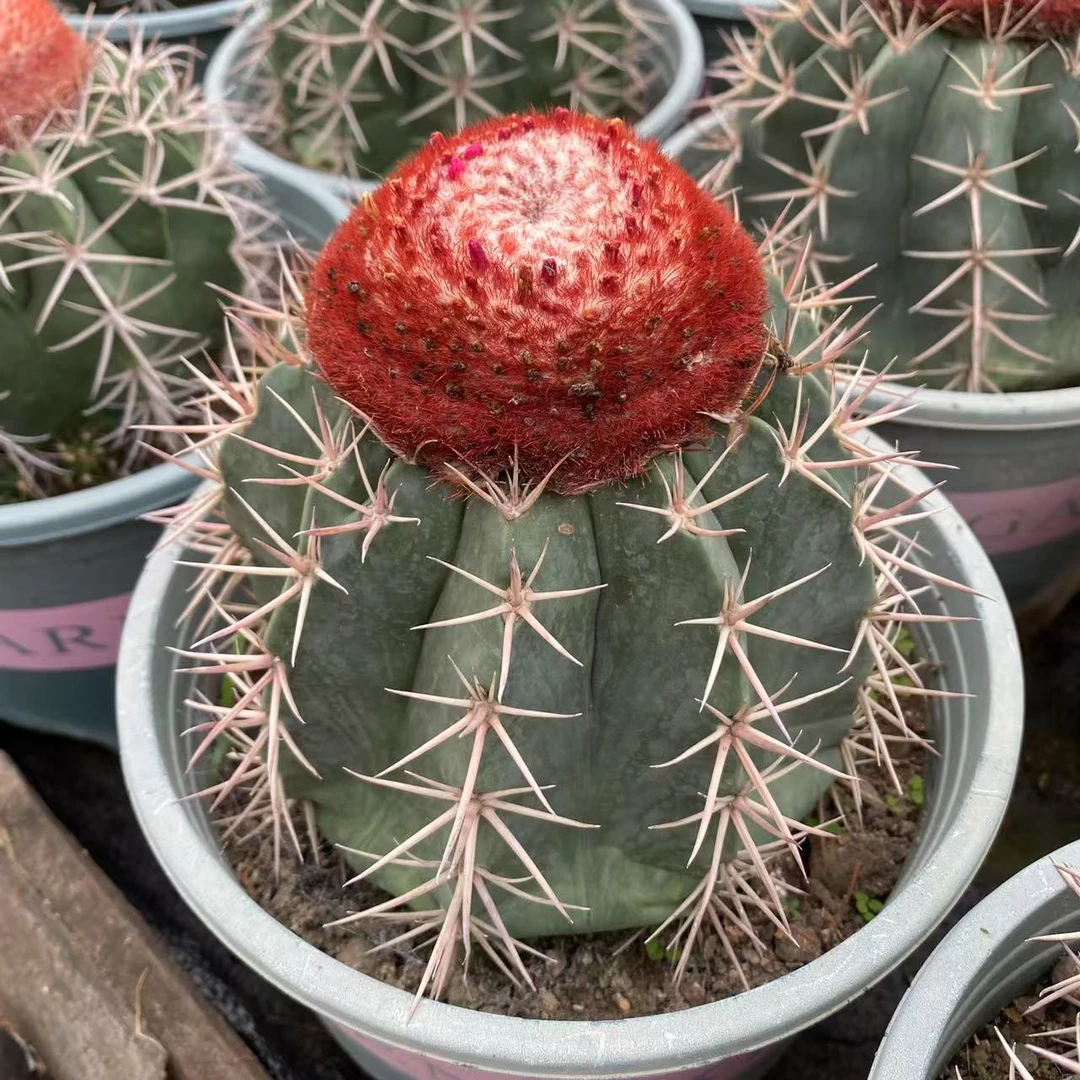 实生根层云 仙人球植物漳州基地直发货 新手好养 室内外