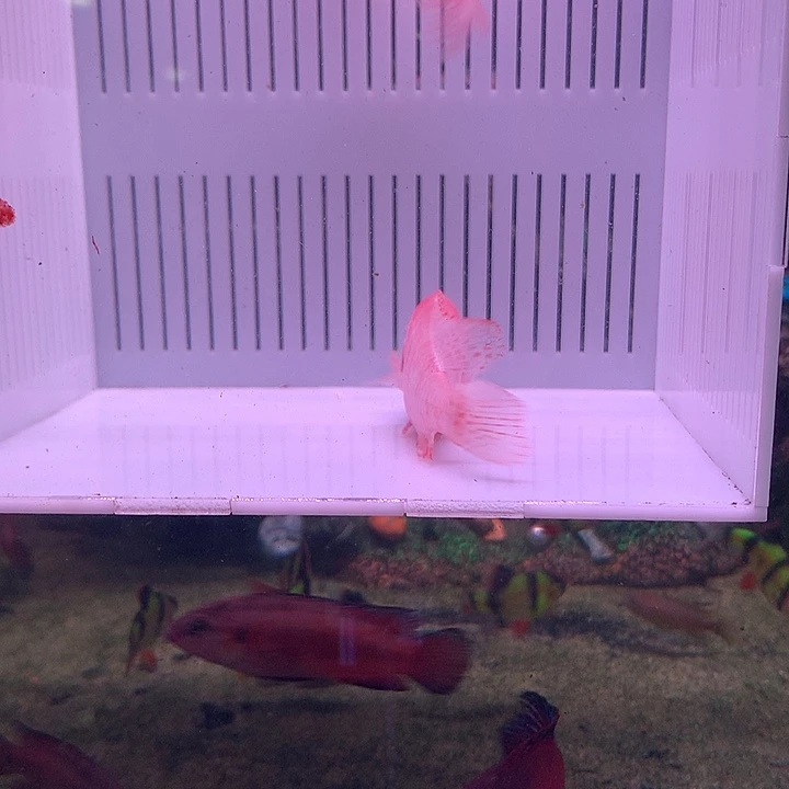 装***张慈鲷鱼直播火焰红2条