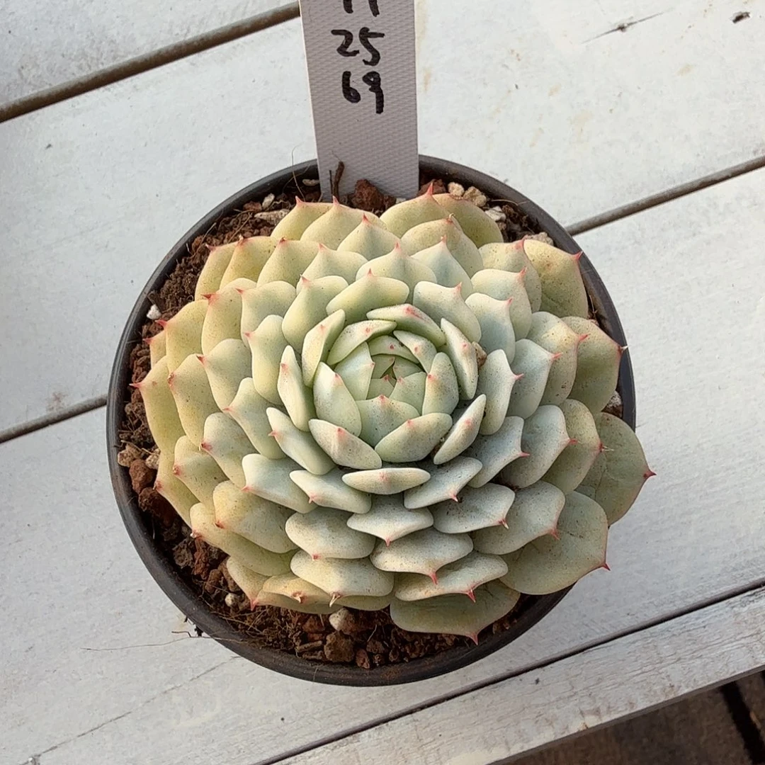 l***125112569甘草船长锦