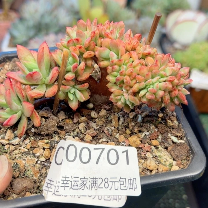 幸运的是我的朋友们一起
