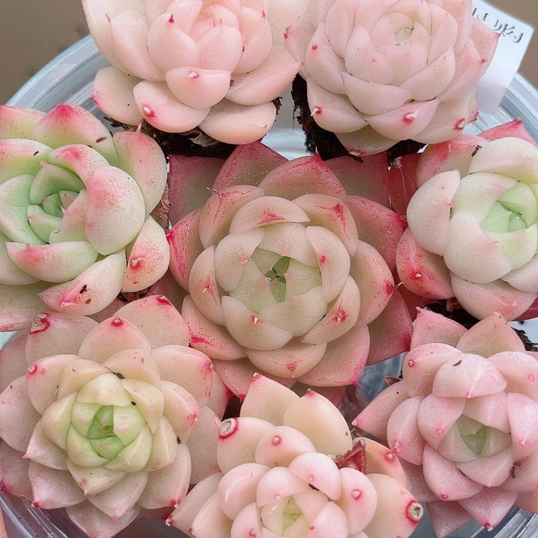 1-416 新疆西藏内蒙不发12.8包邮2-3公分