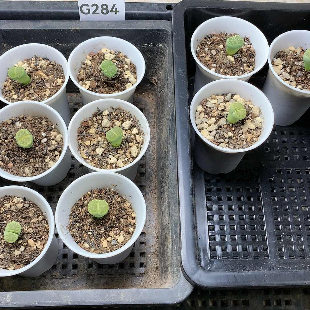 亚****?G284多肉植物保护