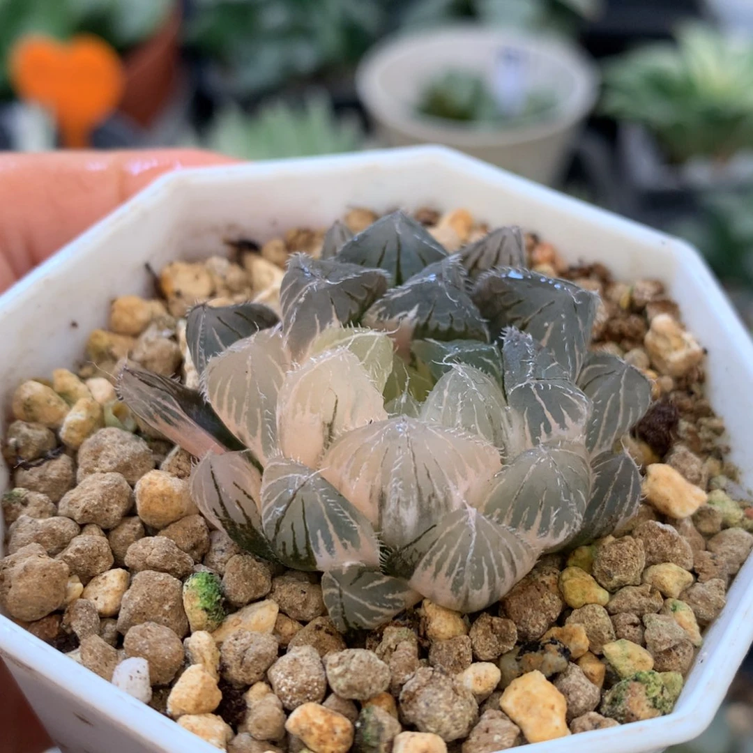 白赤线玉露锦，带盆一起