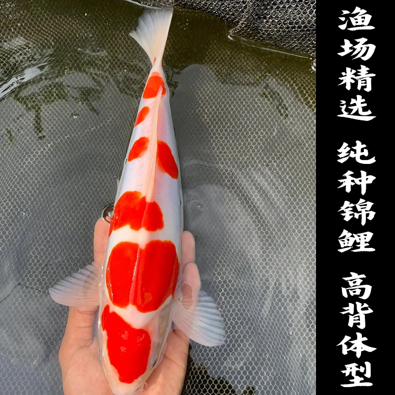纯种精品锦鲤鱼日本观赏鱼红白三色招财黄金白金黑金火鲤鱼池套餐