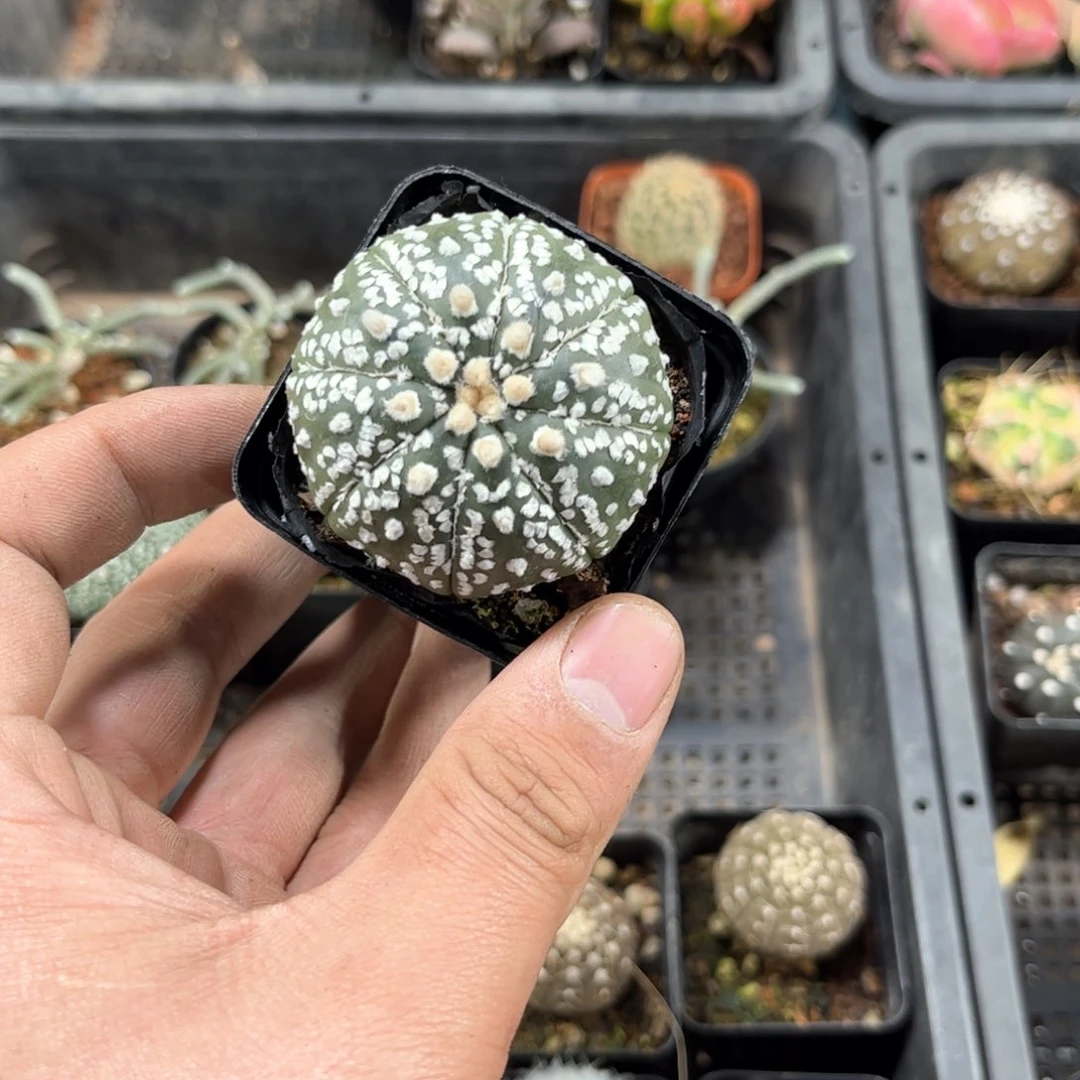 那*么24526一物一拍单头发货