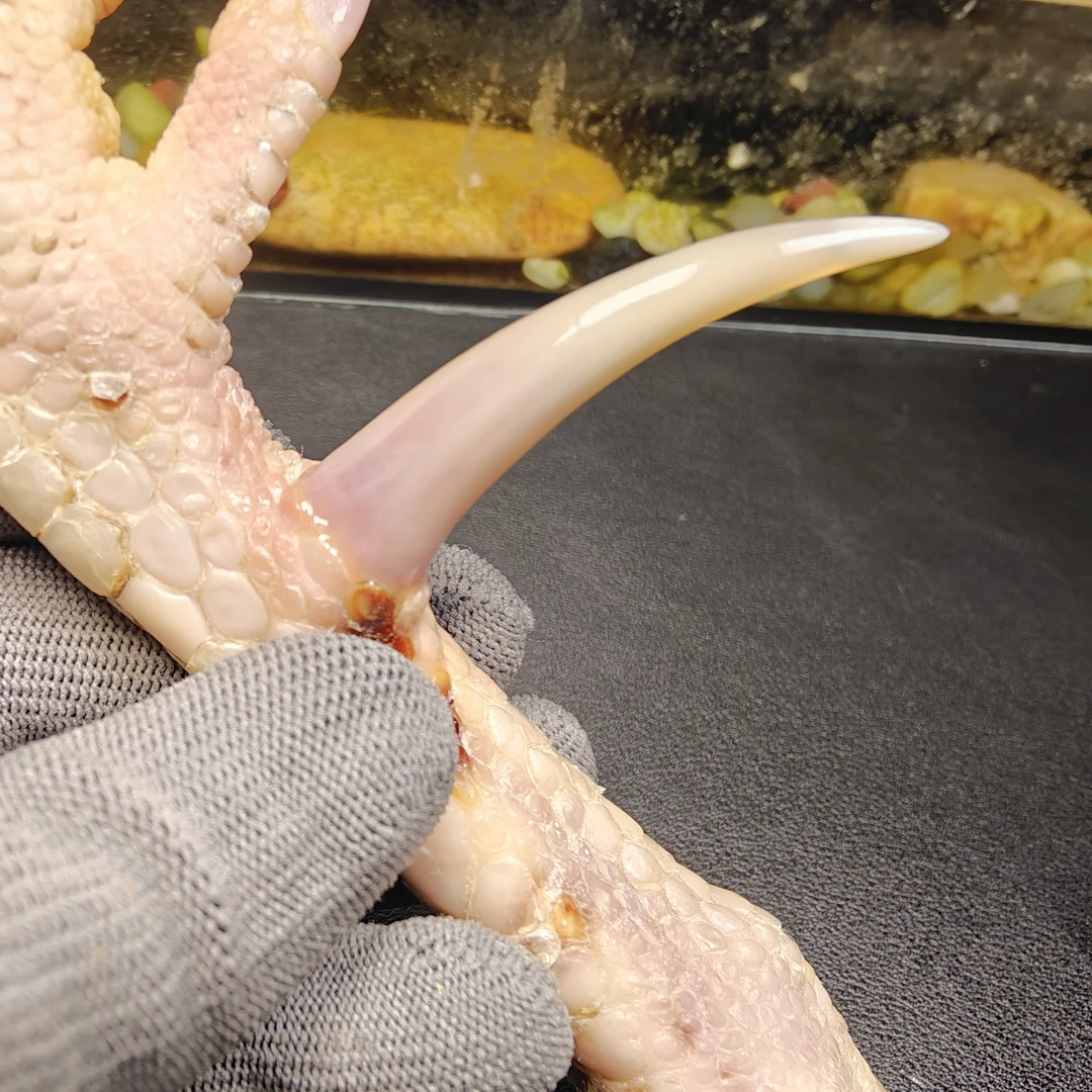 鹏程骨艺鸡爪骨粉白单只