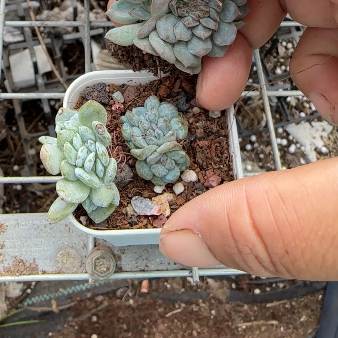 小卡拉米糖心一物一拍