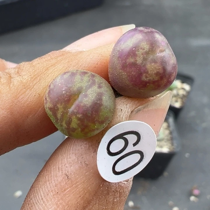 60号11111111111111111