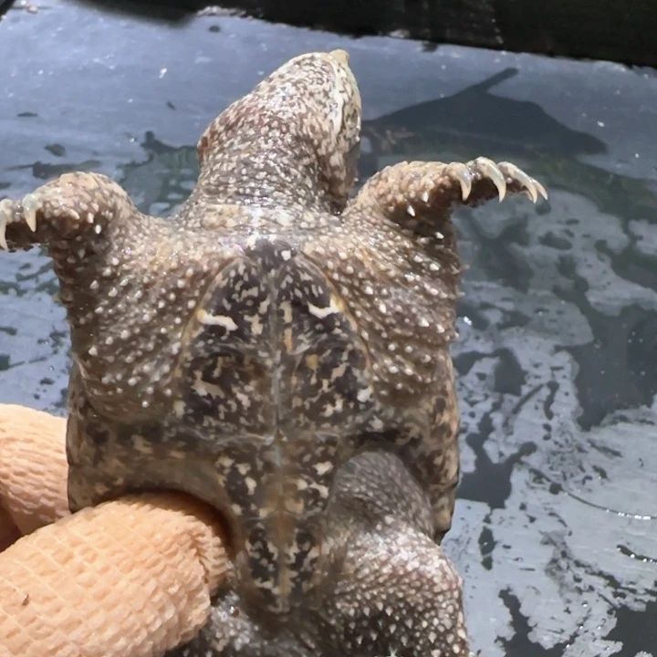 ****0母小鳄龟不分公母