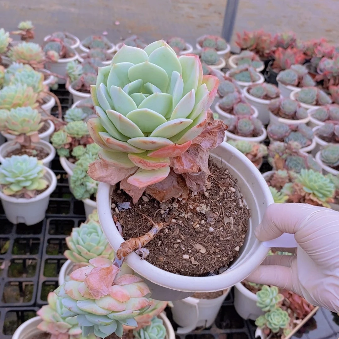 0256果冻恋曲一物一拍