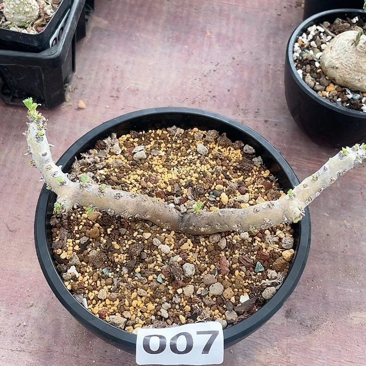 007产地黑皮月界块根