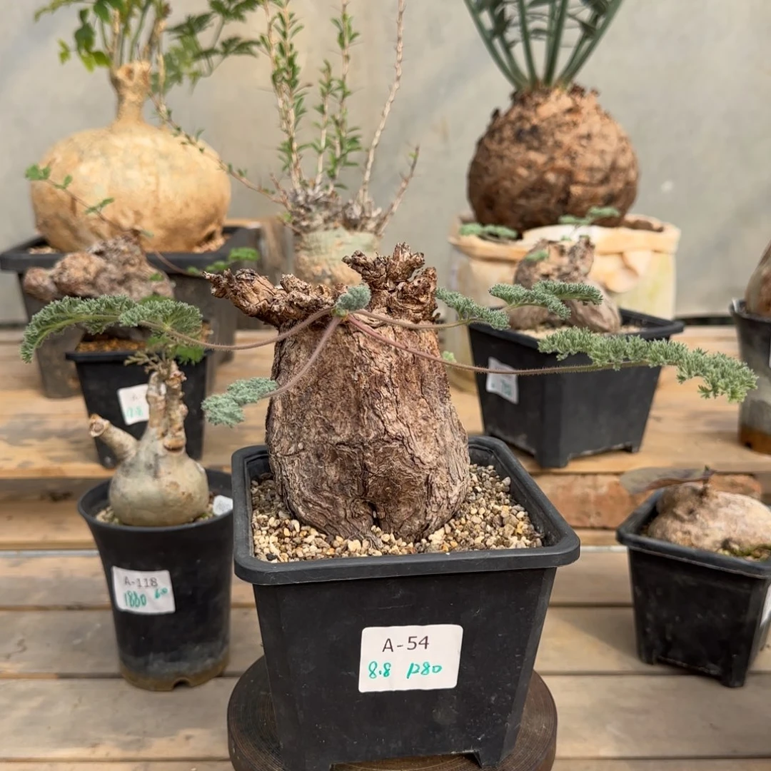 54枯木洋葵块根植物