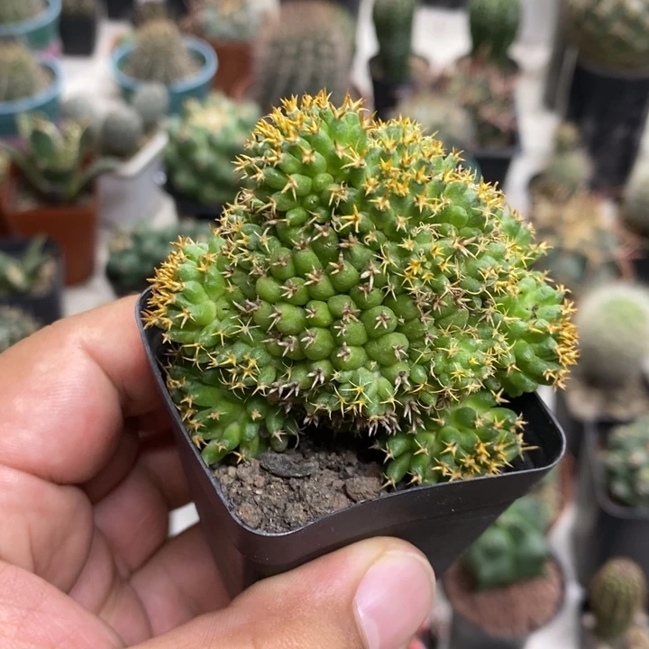 短豪刺情丝群特价