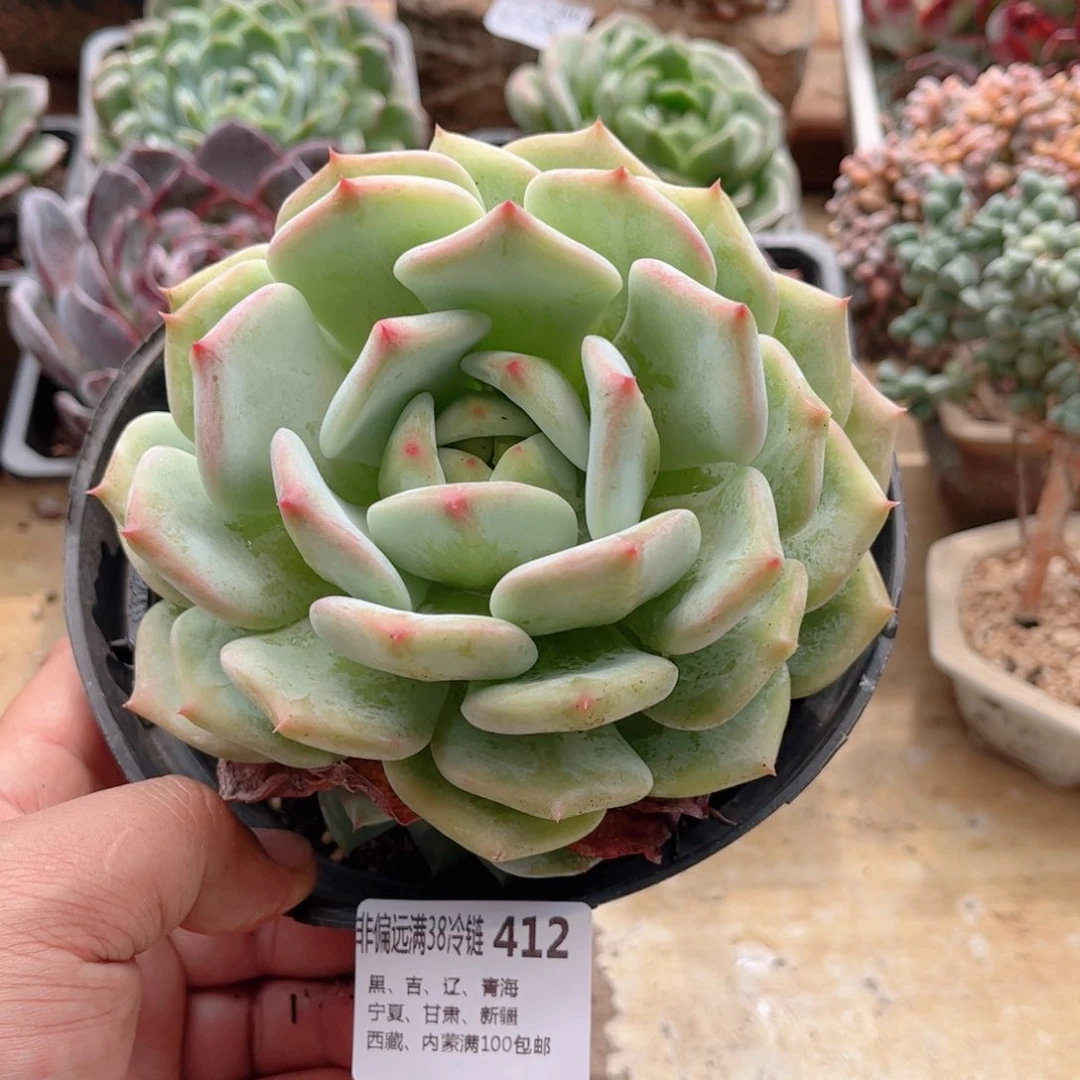 412白拉糖德华多肉
