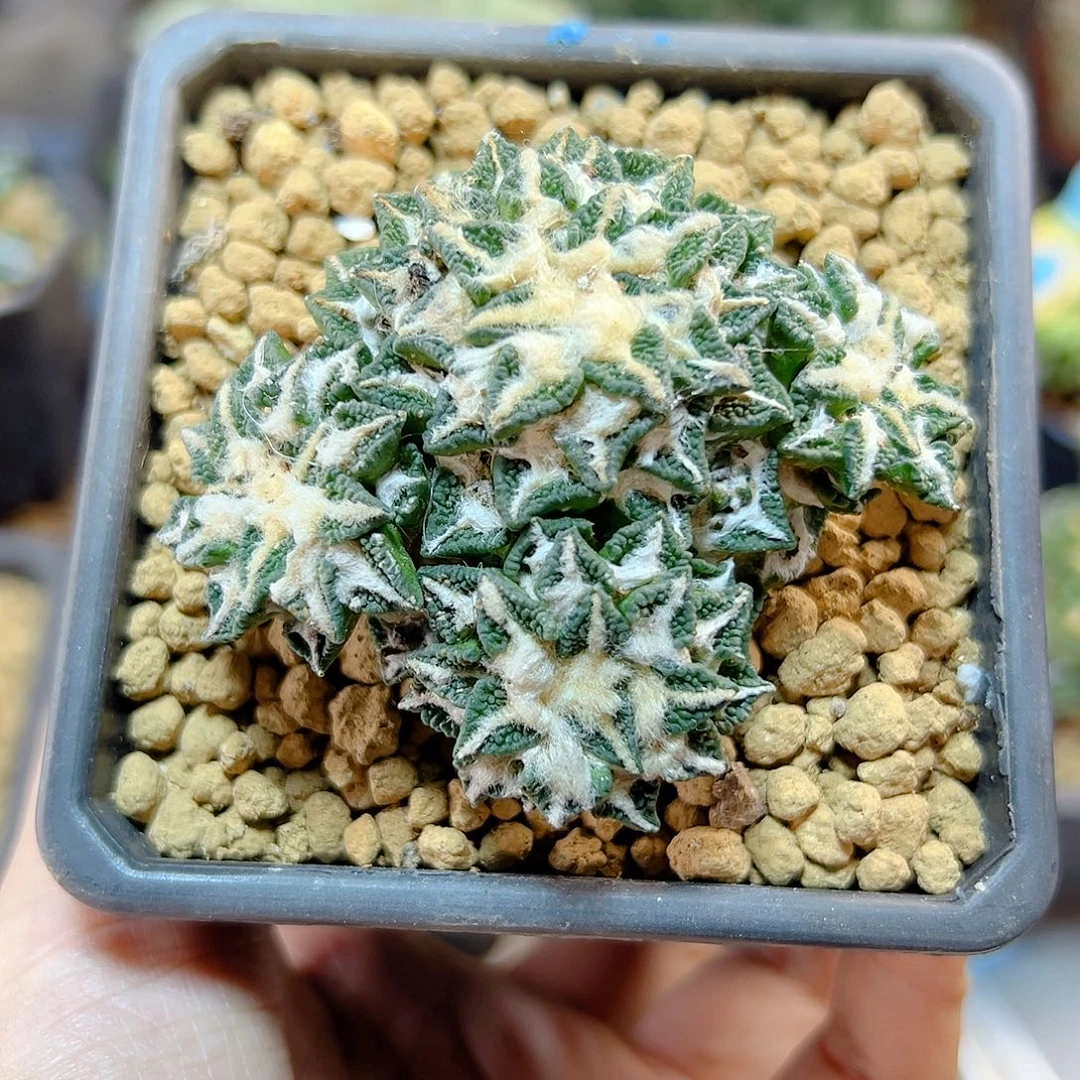 78号自根黑牡丹7公分