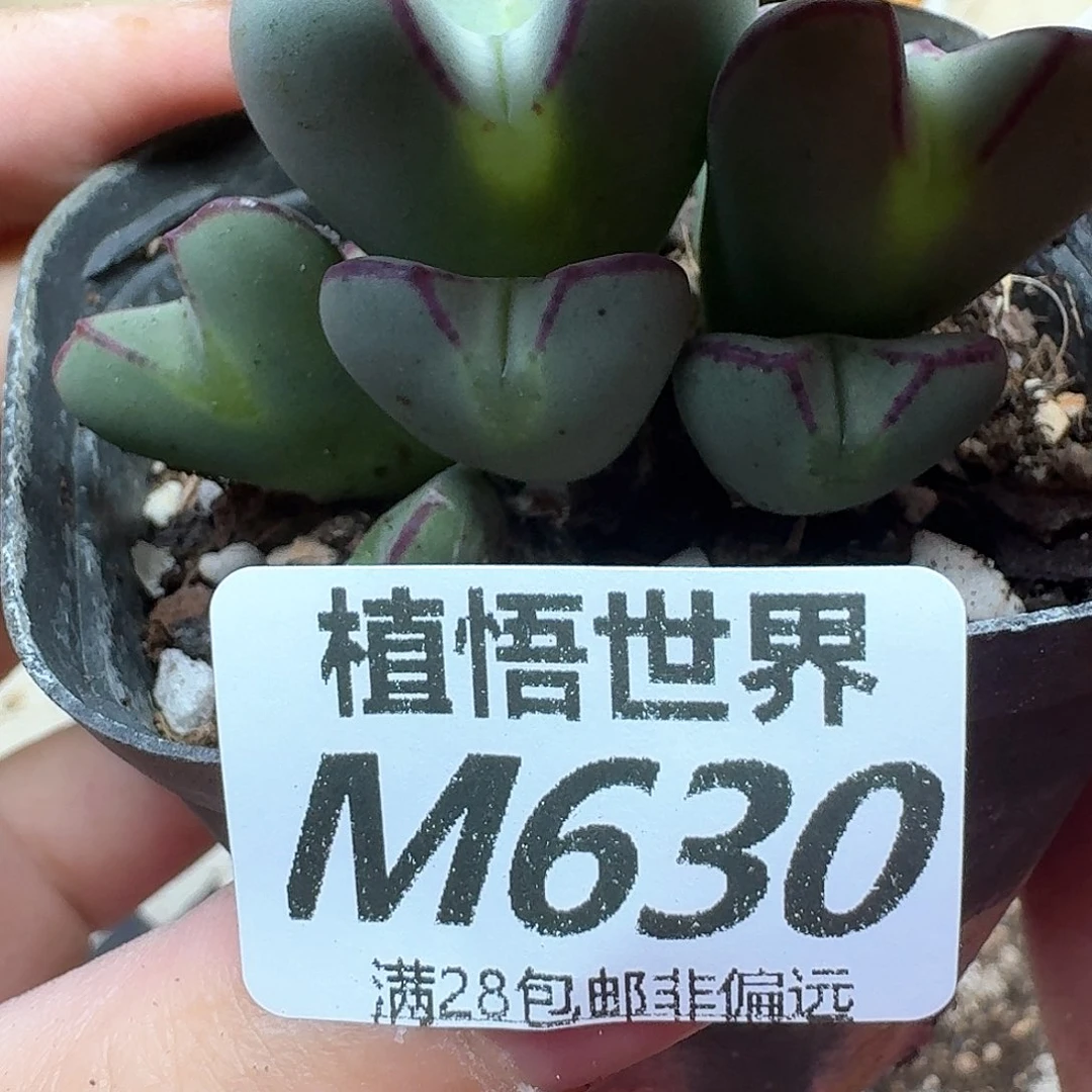 多肉植物多达鹅fv