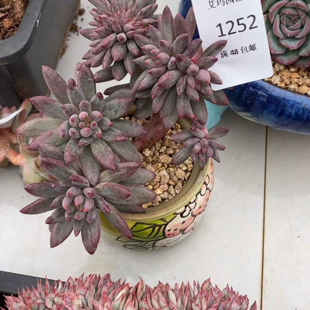 虞美人缀化多肉多肉252