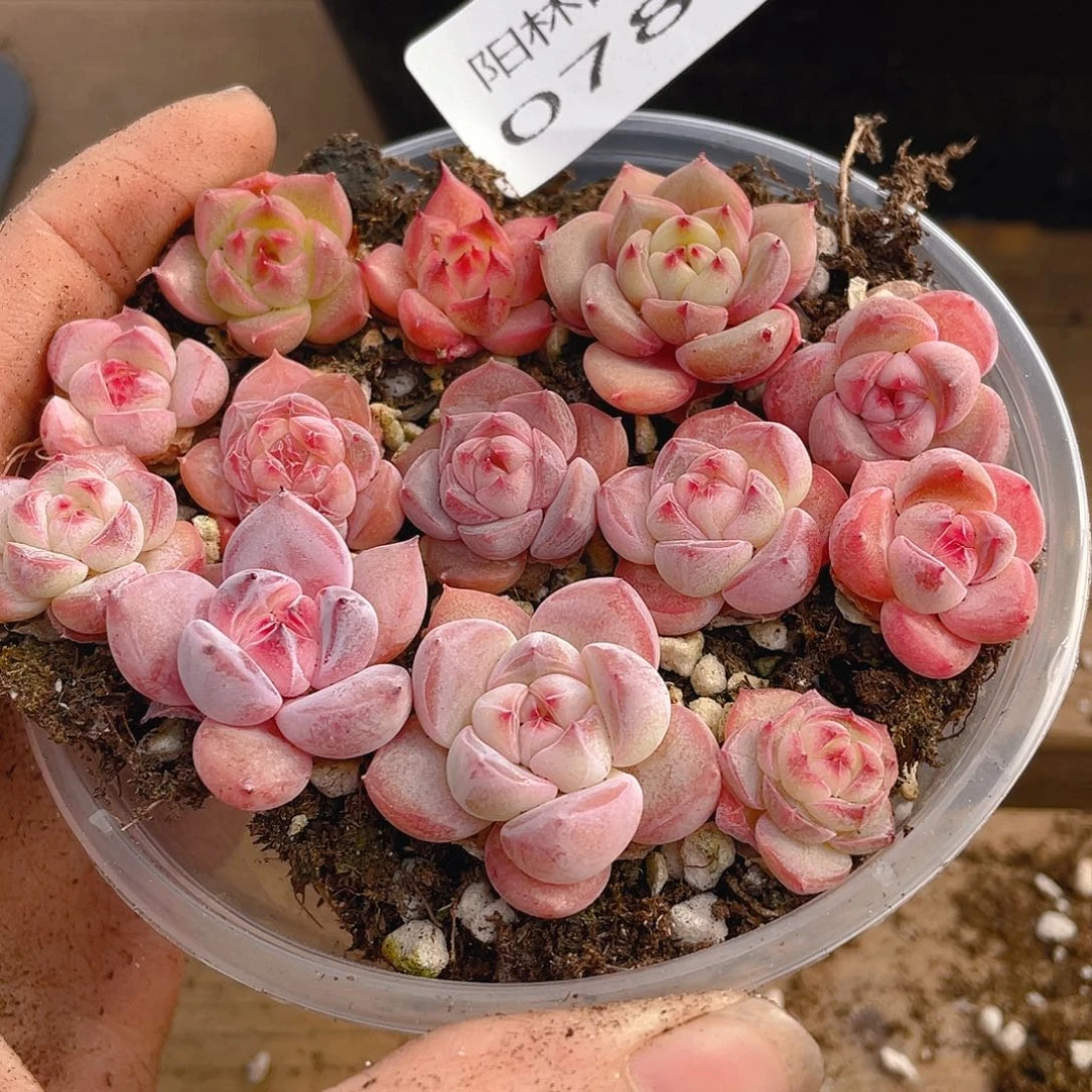 多肉植物多肉植物784